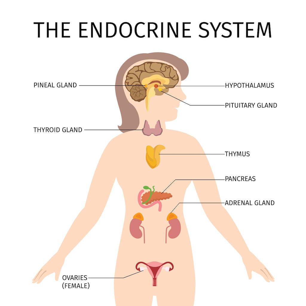 Female endocrine system.