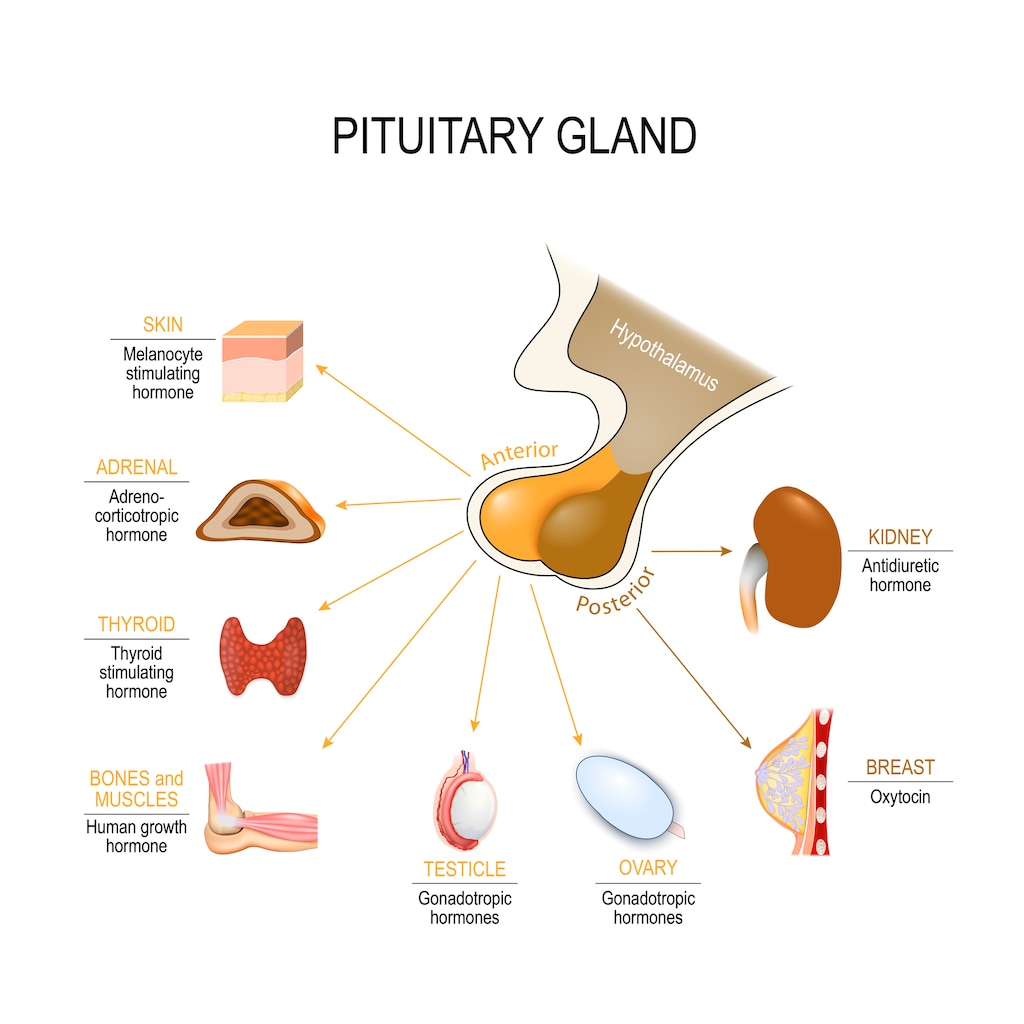 Image of pituitary gland hormones and their target organs.