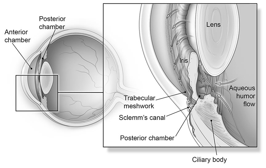 Anatomy of glaucoma