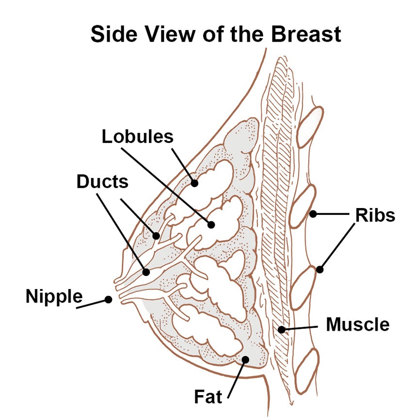 Side view of breast