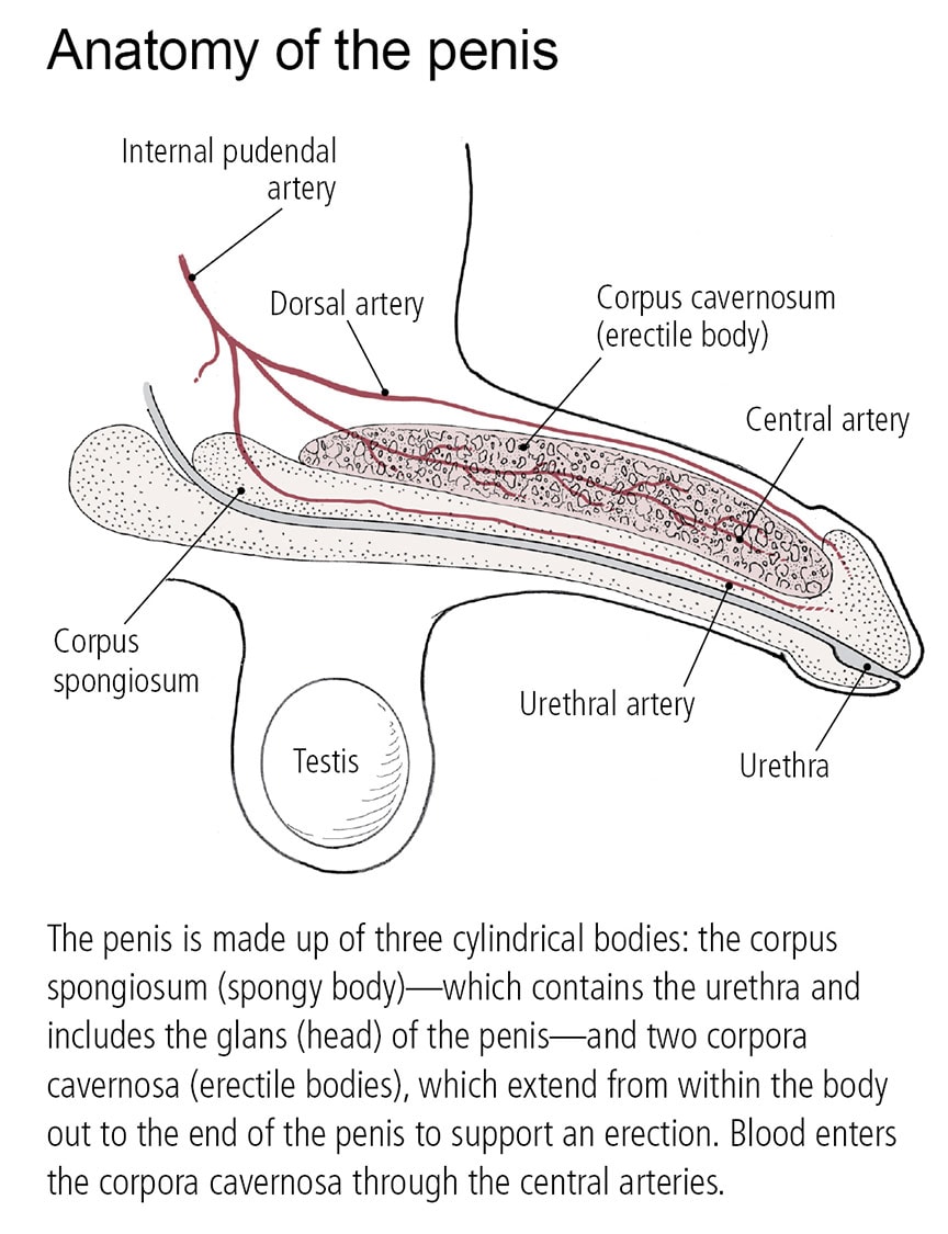 Anatomy of a penis