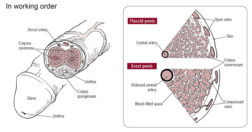 how a penis works