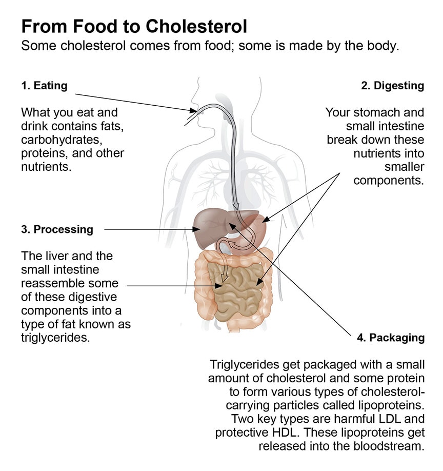From food to cholesterol