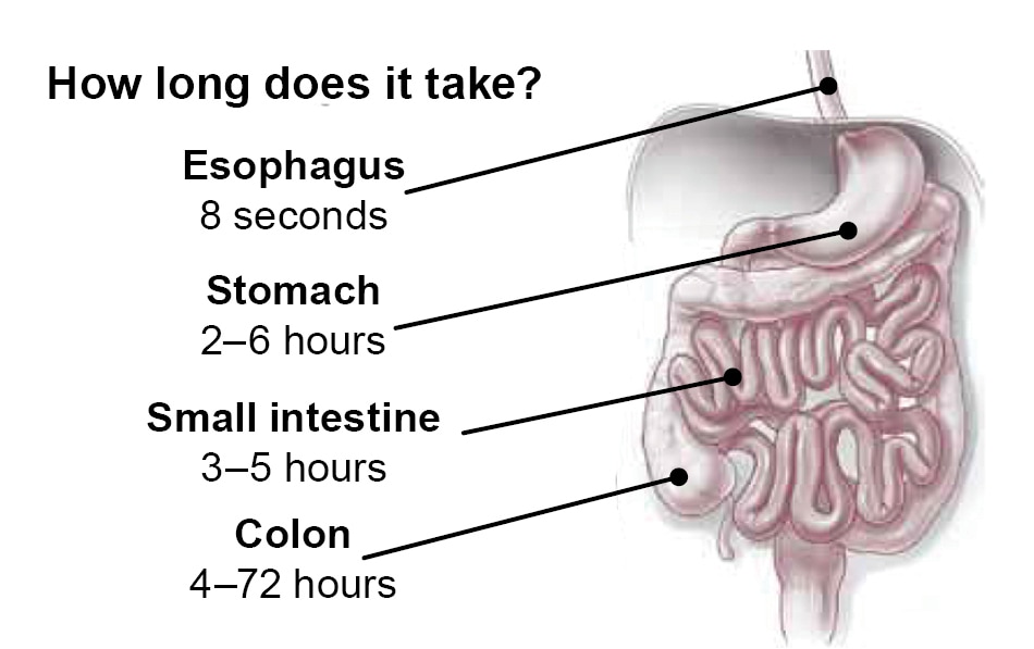 GI Tract - how long does it take