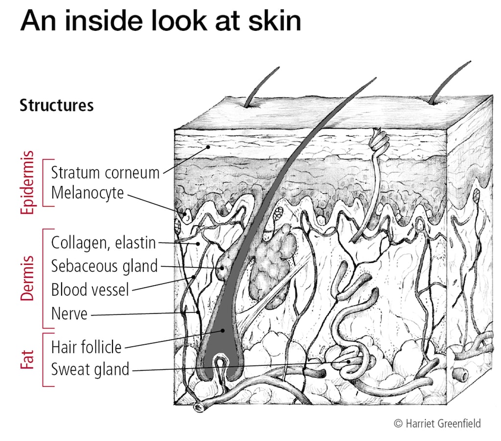 Skin Diagram