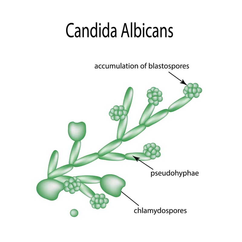 Candida Albicans Illustration