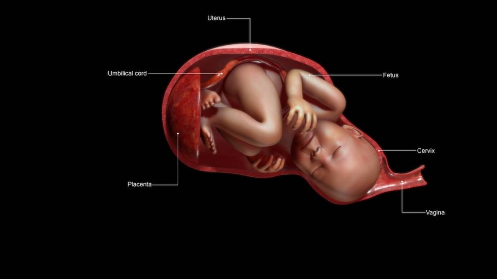 Ideal birth position (occiput anterior)