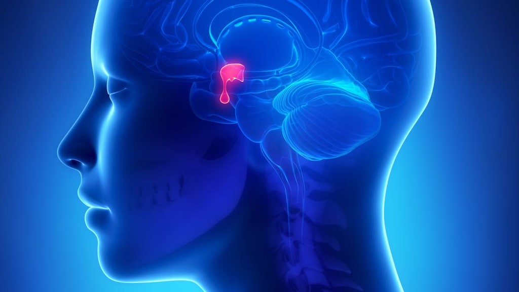 Pituitary gland in brain.