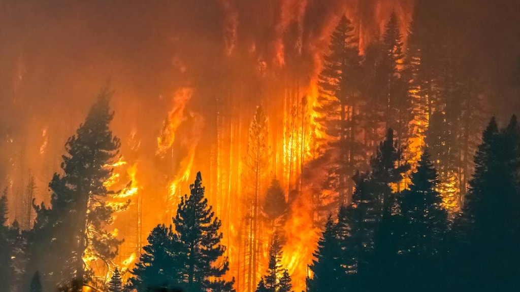 Wildfire burning in forest.