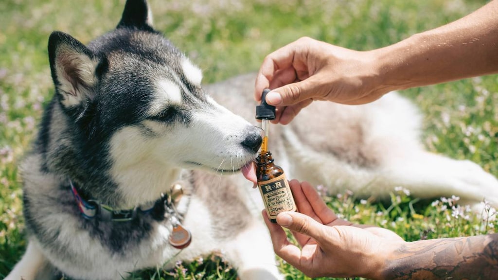 CBD oil for dogs