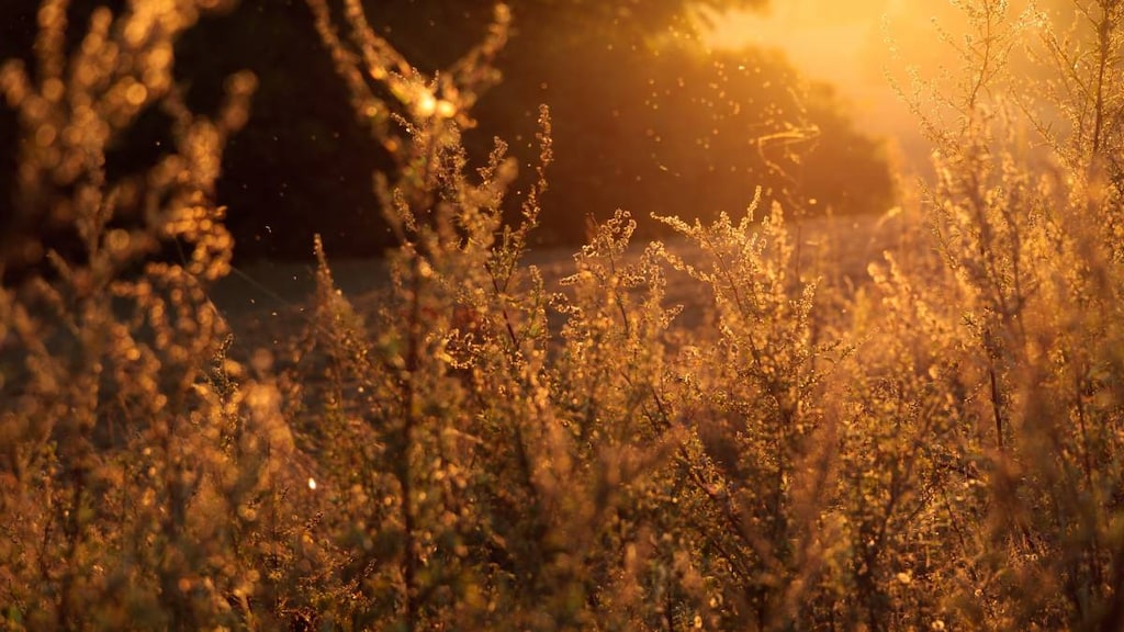 Image of grass