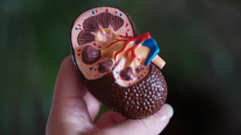 Model of a kidney