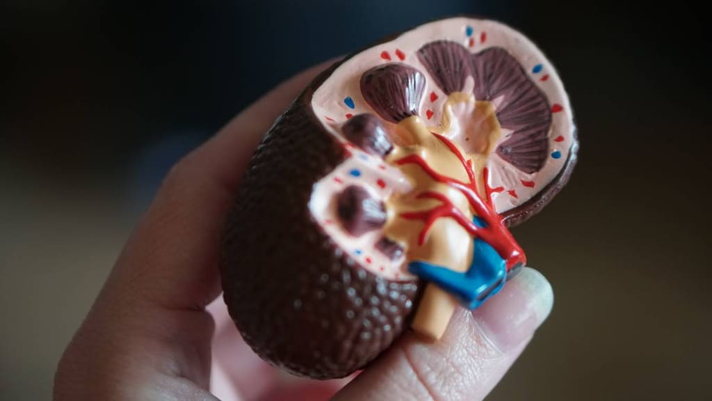 Kidney Model