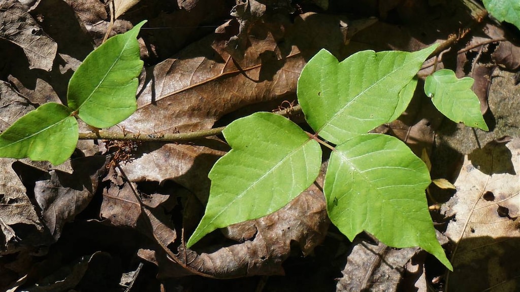 Poison Ivy