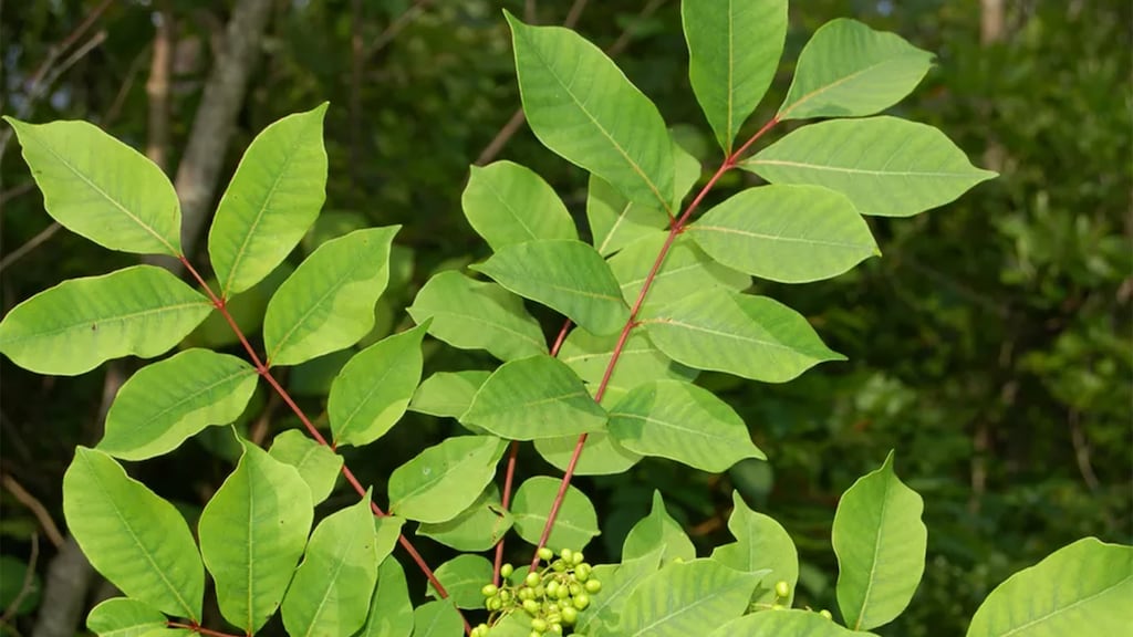 Poison sumac