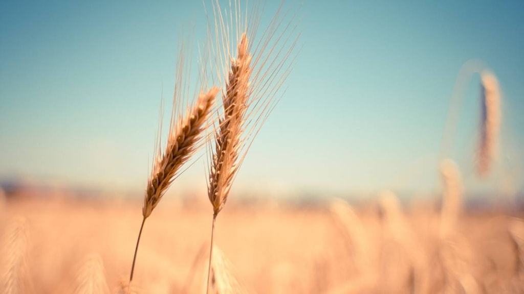 Wheat field