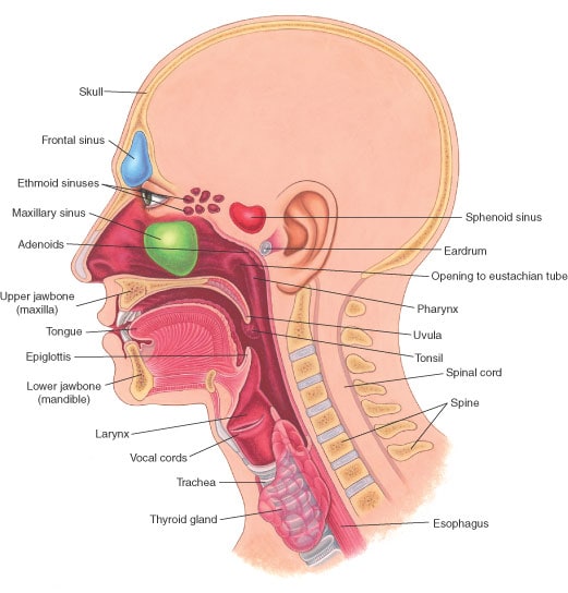 Ear, Nose, and Throat