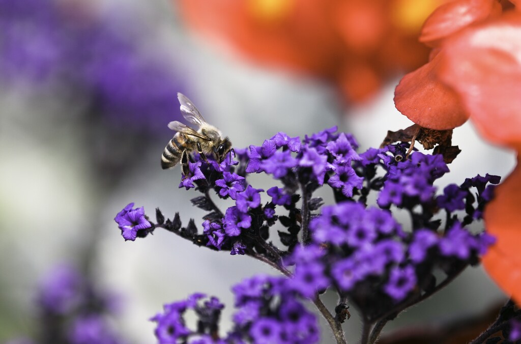 Honeybee