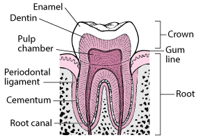A Look Inside the Tooth