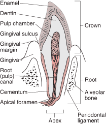 Layers of the Tooth