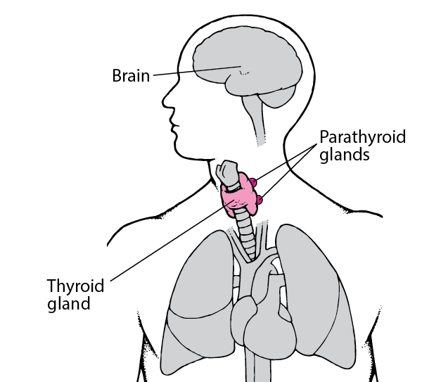 The Parathyroid Glands