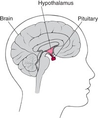 Pituitary: The Master Gland