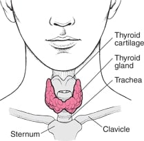 Locating the Thyroid Gland