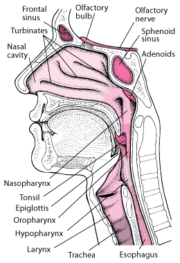 A Look Inside the Throat