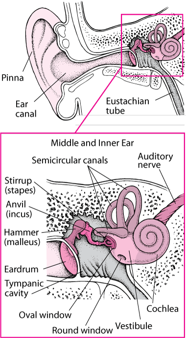 A Look Inside the Ear