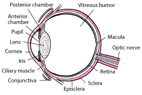 An Inside Look at the Eye