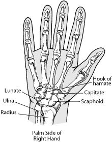 Bones in the Wrist