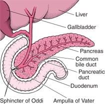 Locating the Pancreas