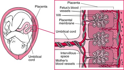How Drugs Cross the Placenta