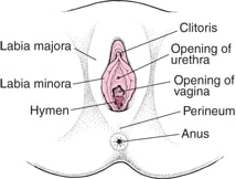 External Female Genital Organs