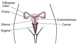 Locating the Female Reproductive Organs