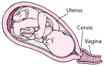 Locating the Cervix