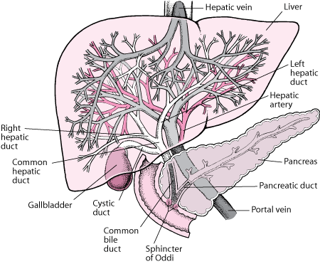 View of the Liver