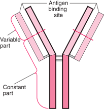 Basic Y Structure of Antibodies
