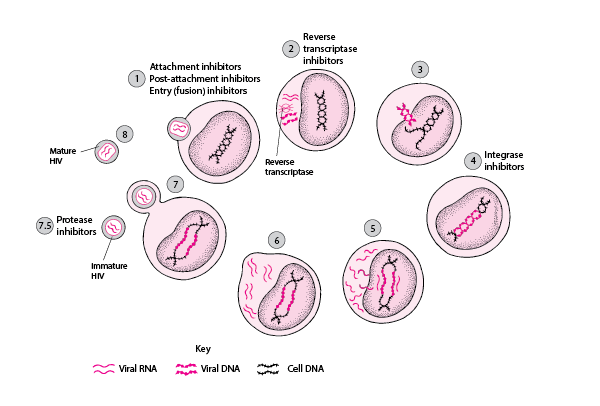 Sites of Drug Action on Life Cycle of HIV
