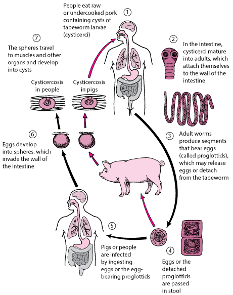 Life Cycle of the Pork Tapeworm