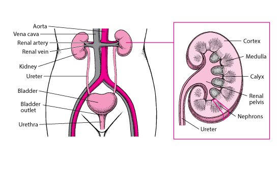 Organs of the Urinary Tract