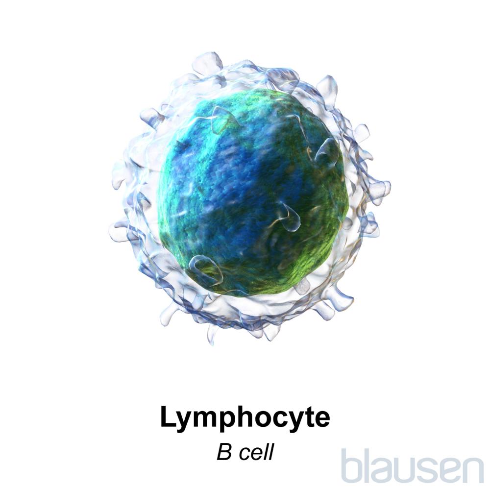 Lymphocyte B Cell