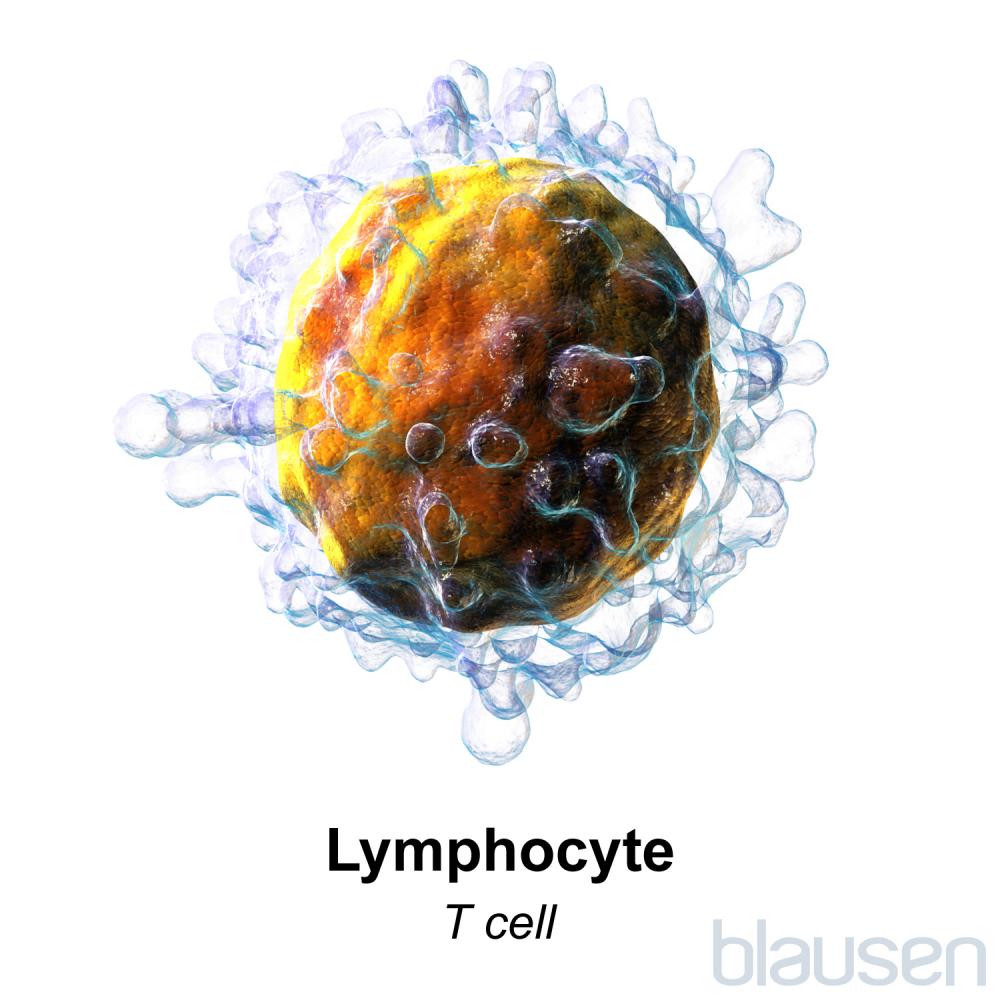 Lymphocyte T Cell