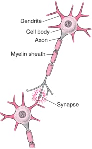 Typical Structure of a Nerve Cell
