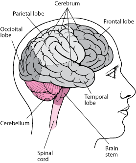 Parts of the Brain