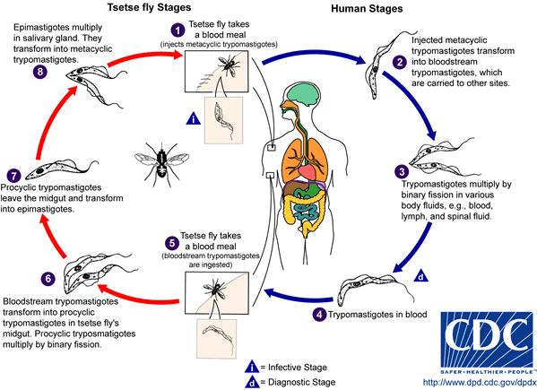 Life Cycle of <i>Trypanosoma brucei gambiense</i>