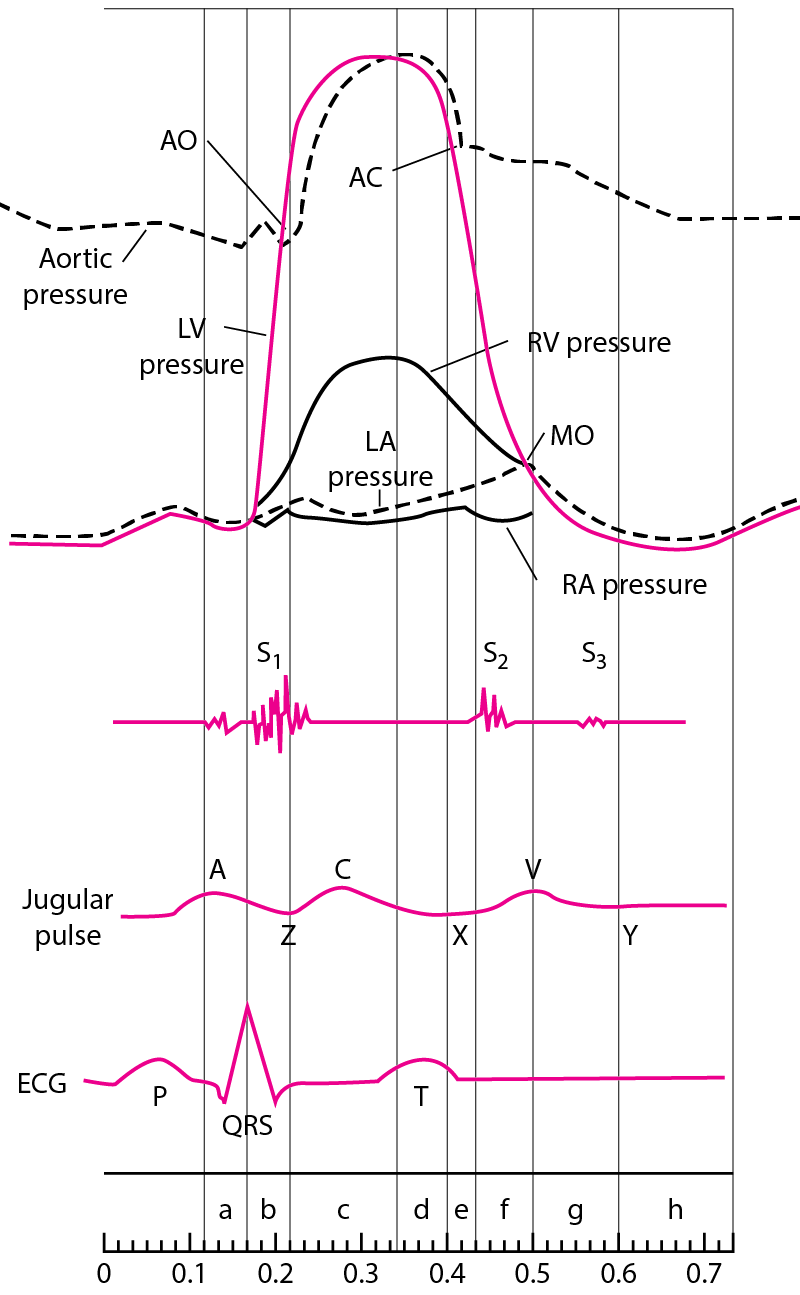 Diagram of the cardiac cycle, showing pressure curves of the cardiac chambers, heart sounds, jugular pulse wave, and the ECG
