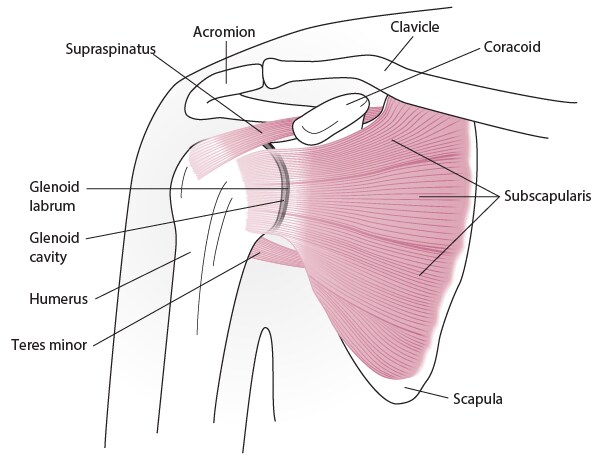 Shoulder anatomy (anterior view)