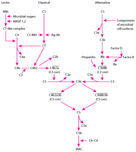 Complement activation pathways