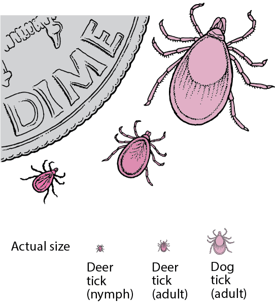 Deer tick